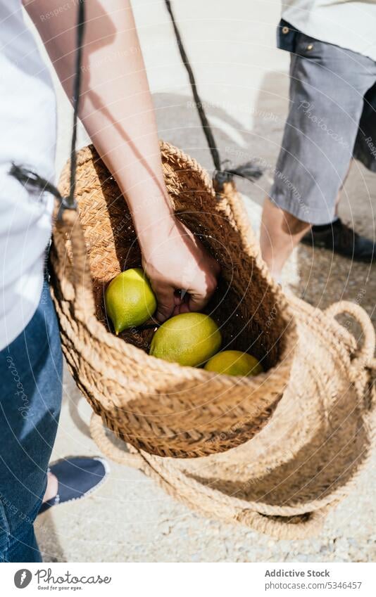Crop anonymous woman putting ripe lemons into wicker basket on farm harvest countryside farmer work fresh fruit cultivate female casual agriculture garden rural