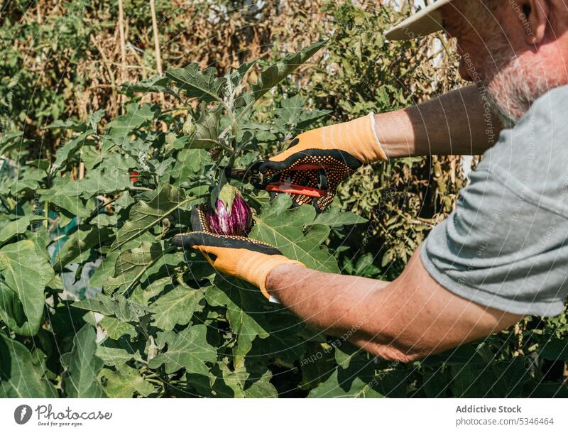 Anonymous farmer pruning vegetables in garden in summer prune eggplant shear countryside gardener man male plantation sunny cultivate pruner agriculture glove