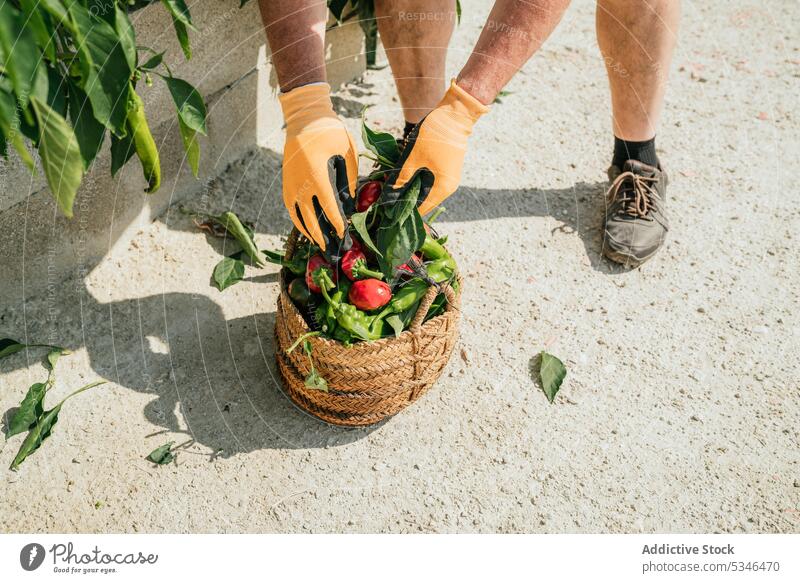 Crop gardener with harvest of green pepper and tomatoes in basket farmer chili collect man countryside male fresh vegetable agronomy rural summer pick ripe