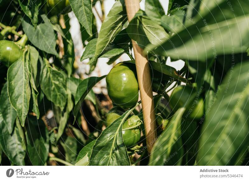 Green peppers growing in garden in countryside green bush sunny ripe vegetable farm plantation agriculture cultivate organic growth fresh food agronomy foliage