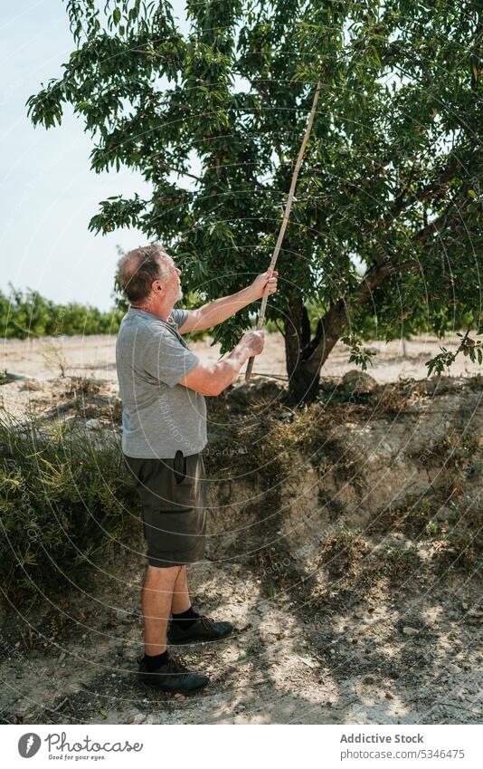 Man picking nuts from tree in countryside man collect harvest plantation farmer mature male agriculture work sunlight natural rustic rural wooden stick farmland
