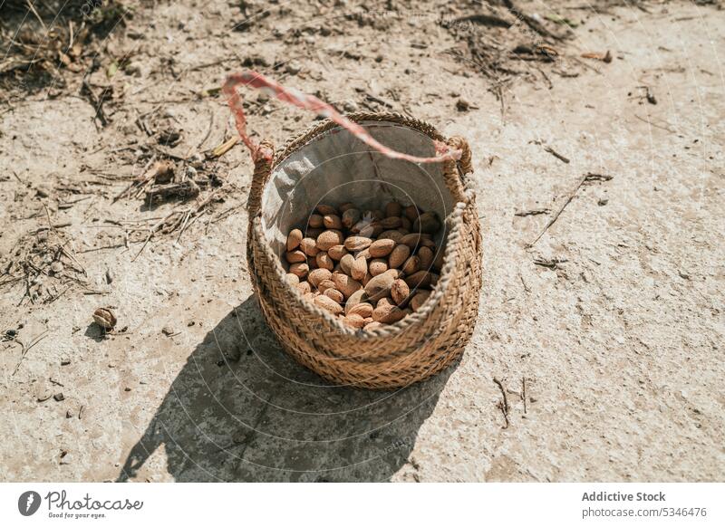Pile of almonds in shell placed in basket in countryside nut harvest pile heap wicker summer ground sand natural organic healthy food fresh rural stack nature