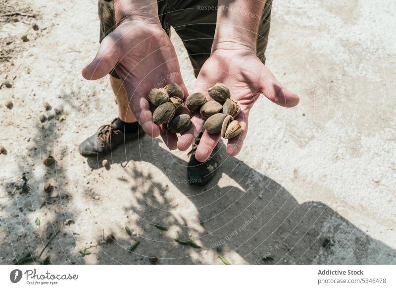 Crop farmer with handful of almonds in garden pile nut harvest shell plantation collect man male gardener organic countryside solid nutshell summer fresh rural