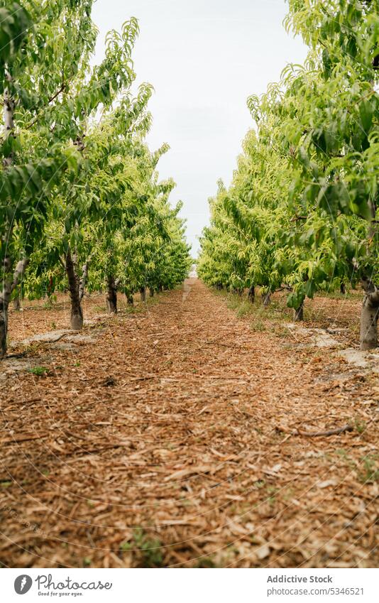 Path amidst fruit trees in orchard path summer leaf twig cover dry countryside farm foliage pathway cultivate season ground growth agriculture plantation
