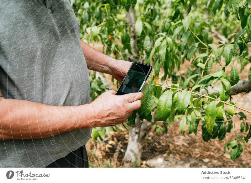 Crop farmer shooting leaves of fruit trees man take photo leaf smartphone orchard branch check daytime male garden moment mobile capture device gadget memory