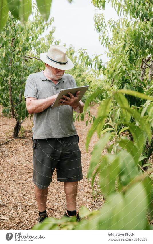 Senior farmer using tablet near fruit trees man check touch branch orchard online male plant work data gadget device technology aged elderly senior agronomy job