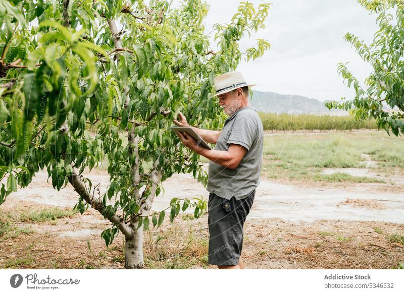 Senior farmer using tablet near fruit trees man check touch branch orchard online male plant work data gadget device aged elderly senior agronomy job organic