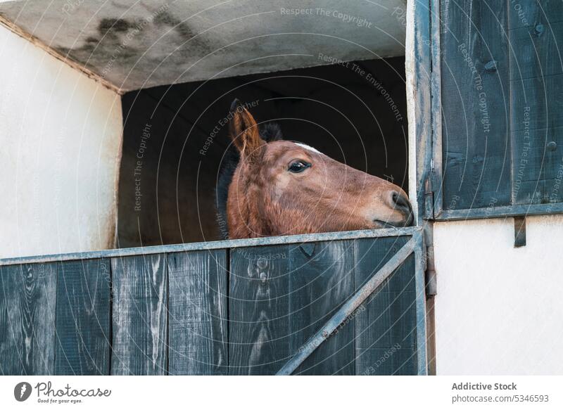 Horse standing in loose box horse animal equine barn stable livestock countryside habitat muzzle rural chestnut door mammal breed fauna calm summertime specie