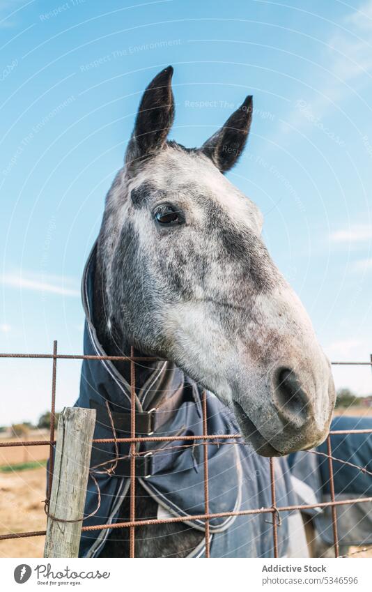 Horse in blankets standing in paddock horse animal enclosure equine ranch stable livestock countryside habitat rural barrier mammal metal gray breed fence fauna