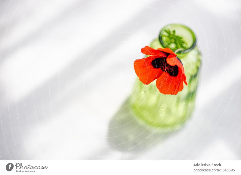 Interior decor green vase with red poppy flower close up concrete daytime flowering glass interior nature petal plant room season set shadow summer sunny table