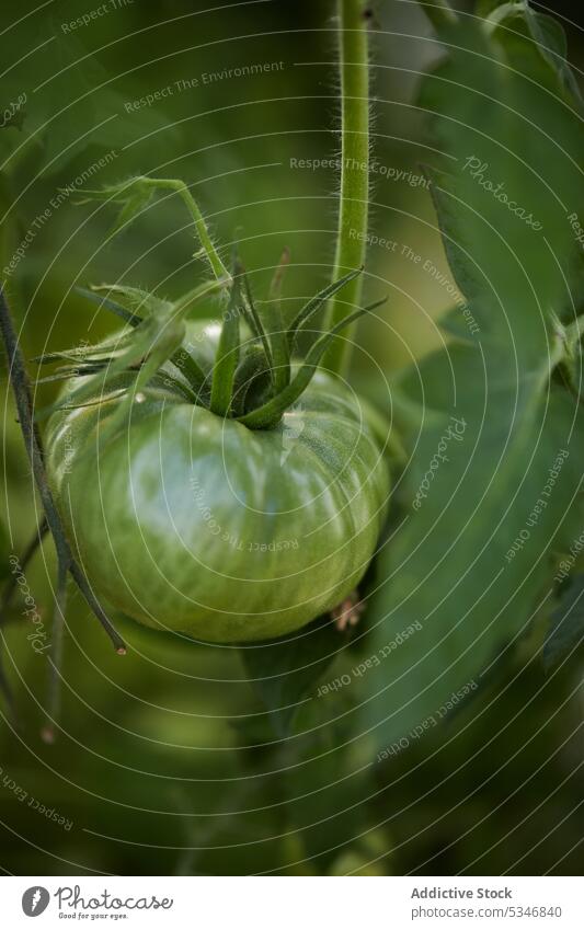 Green tomato growing on plant in countryside big green unripe garden bush growth vegetable hang nature daytime summer sunny vegetate season agriculture organic