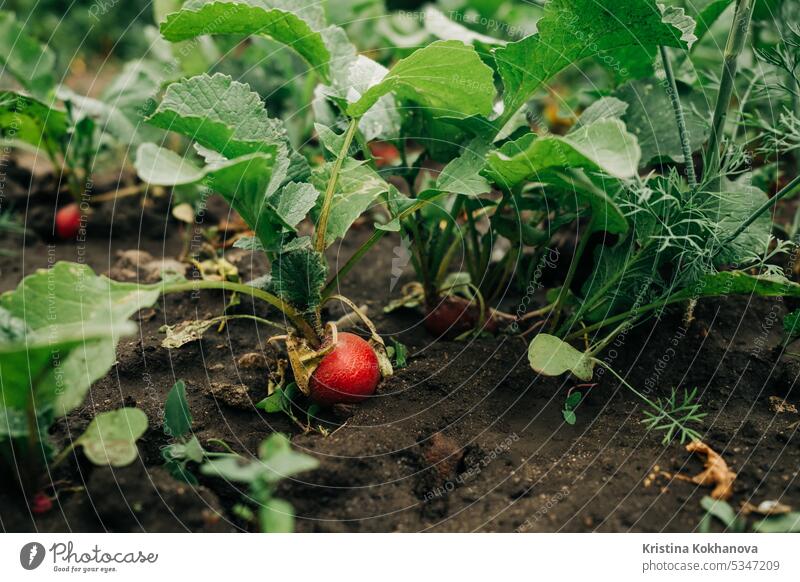Growing organic radish in garden soil. Healthy vegetables, food background. fresh healthy natural raw red closeup ingredient ripe root vegetarian agriculture