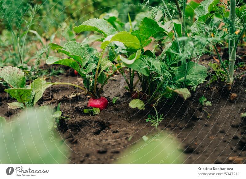 Growing organic radish in garden soil. Healthy vegetables, food background. fresh healthy natural raw red closeup ingredient ripe root vegetarian agriculture