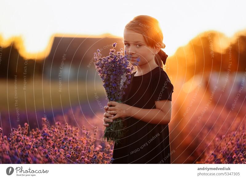 Portrait of a cute girl is smelling a lavender flowers. A child is walking in a field of lavender on sunset. Kid in black dress is having fun on nature on summer holiday vacation.