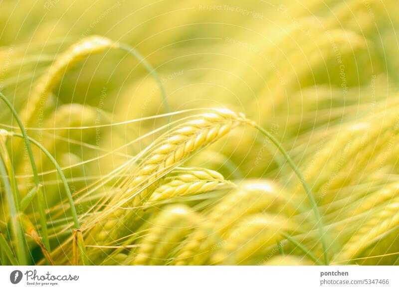 golden barley ears. barley field, agriculture Ear of corn Agriculture Nutrition extension Growth Deserted Harvest Ecological Plant Grain Cornfield