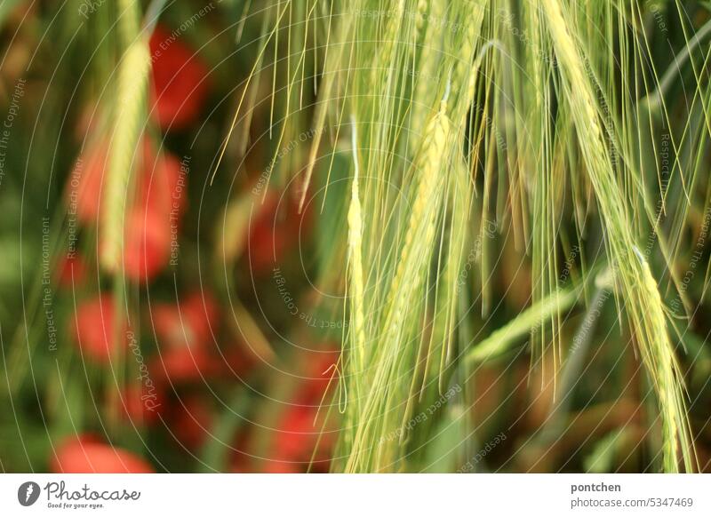 drooping barley ears in front of poppies Ear of corn Hang Nature Red Yellow Agriculture Field Grain Agricultural crop Grain field Cornfield Nutrition Summer