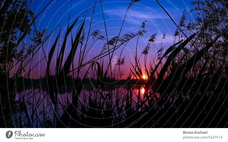silhouette of grass in front of the water. Sunlight over the horizon at sunrise or sunset. calm environment idyllic lake landscape pond river sea sky sunbeam