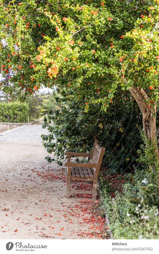 Bench under flowering tree park relax Vacation & Travel Places Park bench Relaxation sea of blossoms Empty tranquillity Colour photo Landscape early summer