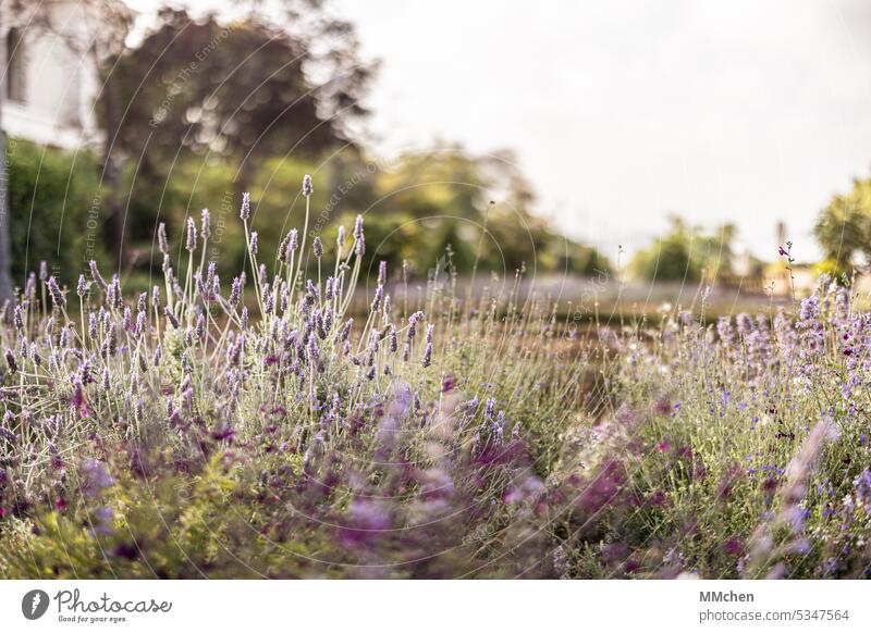 Lavender in the park Wilderness Colour photo herbs Exterior shot Close-up relaxation Green herbaceous Meadow White early summer purple Grass Garden Summer