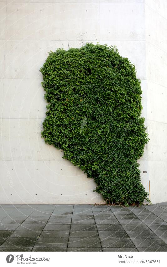Whims of nature I head plant Overgrown Creeper Foliage plant Growth Green Building Facade Ivy Plant Manmade structures Wall (building) green Tendril leaves