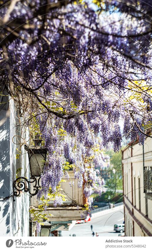 Traditional georgian wooden balcony covered with blooming wisteria Tbilisi architecture aroma blossom carving city detail downtown exterior facade flower