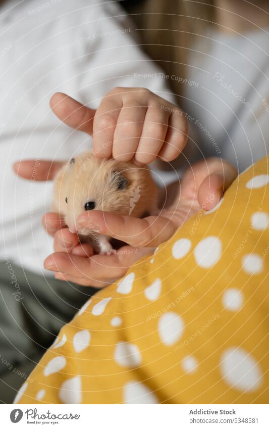 Anonymous kid playing with pet hamster in mother hands woman pillow love finger comfort cozy child female having fun sit soft touch relax adorable domestic