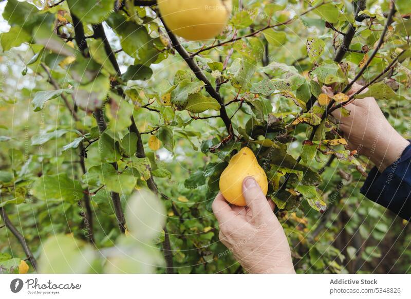 Crop person harvesting ripe quinces in garden pick collect tree farmer gardener foliage horticulture cultivate agriculture temuco indigenous rural vegetate lush