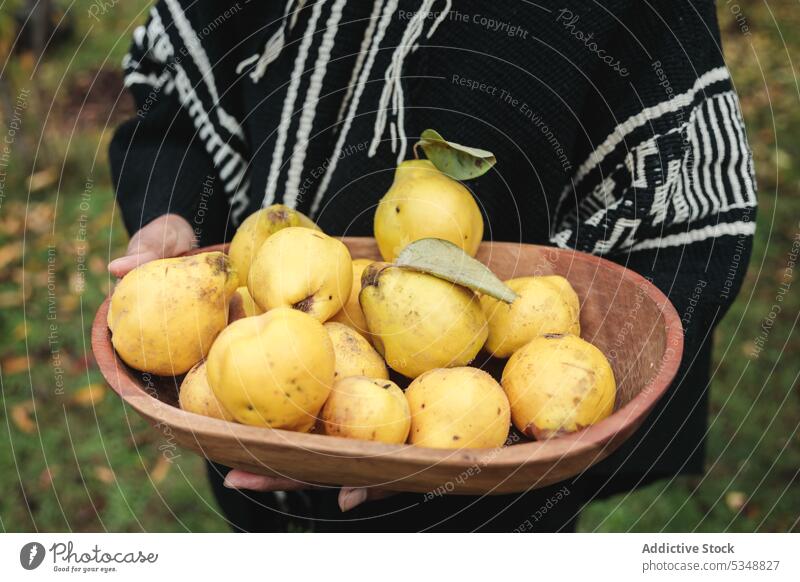 Anonymous person with bowl of quinces gardener harvest farmer plant agriculture collect mapuche temuco chile chilean indigenous traditional woolen rural mature