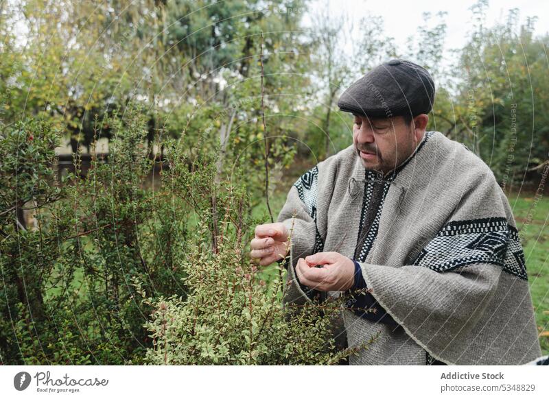 Serious mature man examining plant in garden leaf work bush gardener horticulture botany check mapuche focus temuco chile chilean indigenous traditional woolen