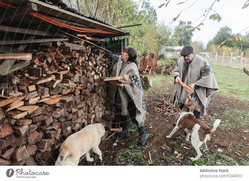 Calm senior couple choosing wooden logs in village countryside together rural dog nature relationship concentrate mapuche temuco chile chilean indigenous