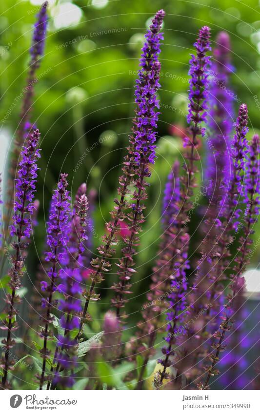 Purple sage Sage purple Plant Garden Nature Environment Growth Blossoming Shallow depth of field Colour photo Violet Exterior shot naturally Deserted Summer