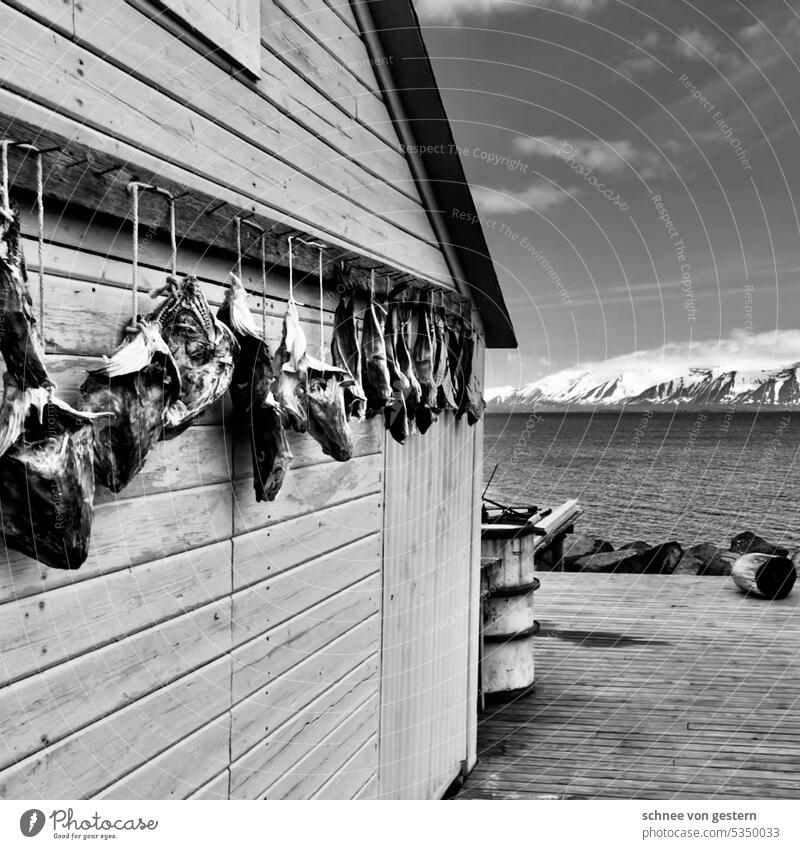 Fishing village in the north (idyll) Hut Iceland Building Deserted Polaroid Loneliness Landscape Exterior shot Colour photo Sky door Wall (building) Meadow