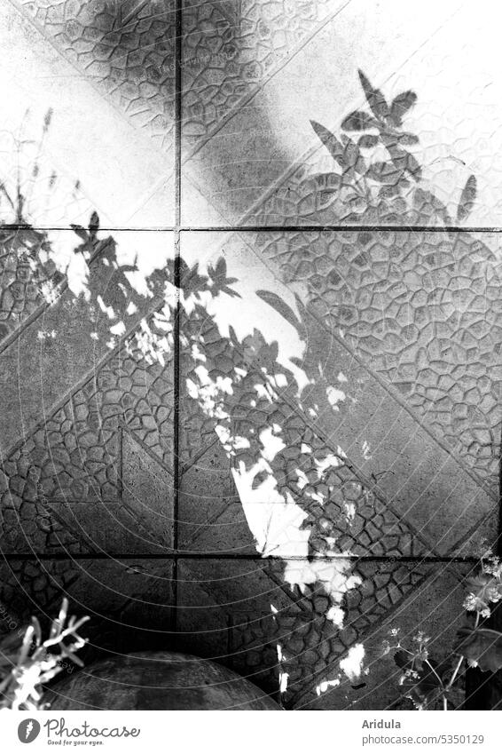 Plant shade on terrace floor b/w Shadow plants flowers Ground Tile Terrace Light Sun Garden Floor covering Stone Pattern Structures and shapes Gray