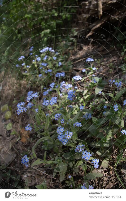 photo of Myosotis flowers growing in the forest blue plant nature myosotis flora green floral wildflower background bloom blossom garden petal blue flower small
