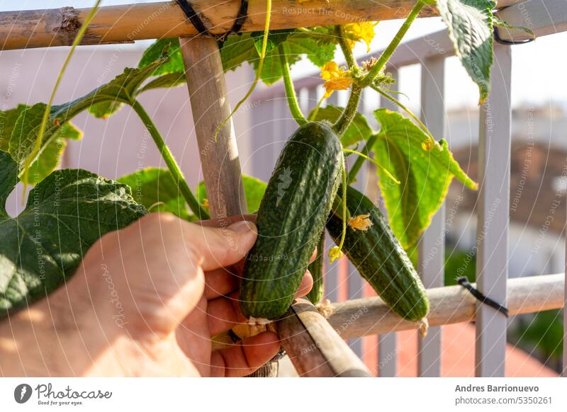 Hands holding a growing cucumber in the urban garden. Urban home gardening concept, healthy food background fresh agricultural farming season organic natural