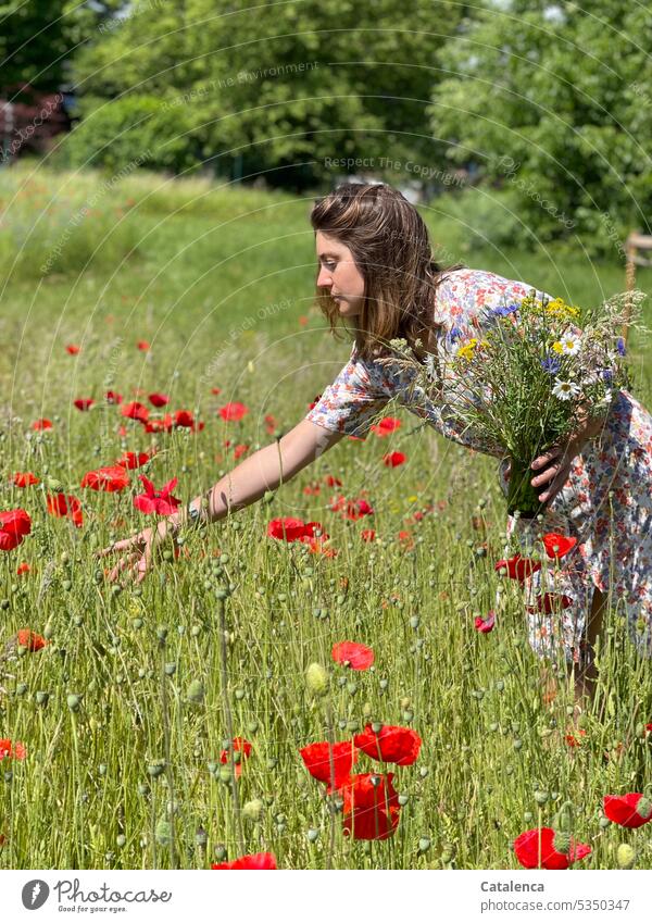 Woman in flowered dress and bouquet in hand picking poppies II fragrances Nature flora Plant blossom Blossom Flower Garden Grass Meadow Day daylight fade person