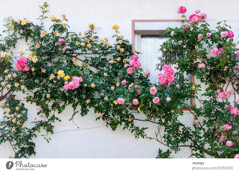 Roses on facade Rose plants roses Blossoming Facade Window at home Summer Romance Rose blossom dwell