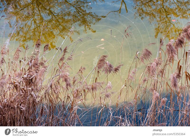 Reed on the lake shore Common Reed Lake Reflection Branch Water Colour Nature Lakeside Environment Plant Relaxation Idyll