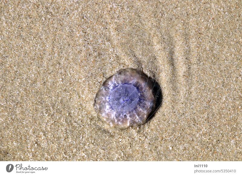 Blue nettle jellyfish North Sea Beach Sand Animal dead washed ashore Jellyfish Hair jellyfish Umbrellas & Shades slimy Transparent inner life Burn venomously