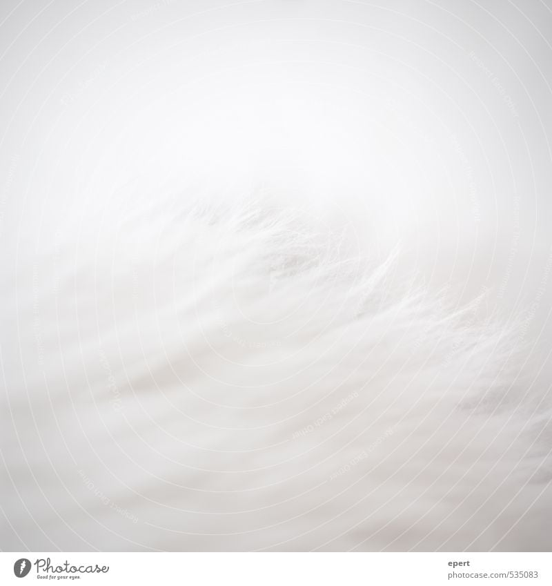 Polar bear in front of iceberg Pelt Hair and hairstyles White-haired Carpet Esthetic Simple Uniqueness Soft Gray Perspective Pure Colour photo Subdued colour