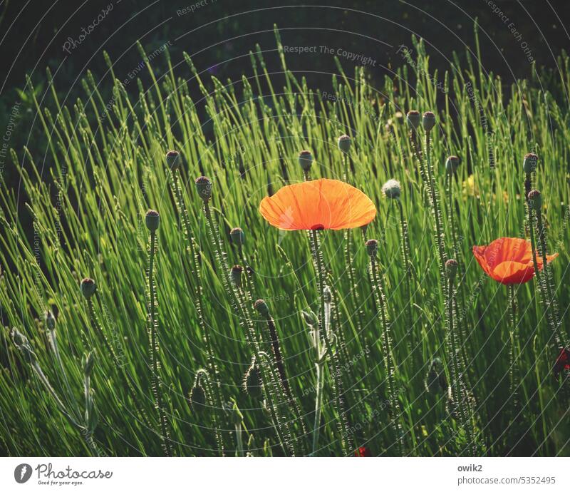 Red in Green Poppy Blossom Nature Flower Poppy blossom Corn poppy Plant Summer Field Poppy field Meadow Idyll Deserted Colour photo Exterior shot Landscape