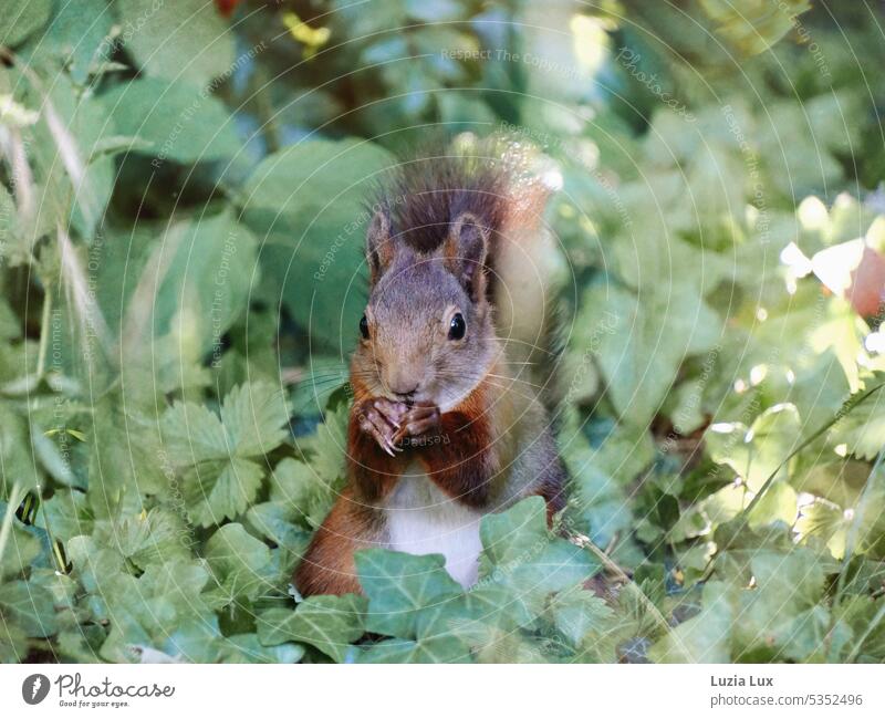 squirrels Auburn vivacious To feed amass Nature Animal portrait Cute long claws Claw Brown Squirrel Wild animal Pelt Animal face Paw Looking Sunlight foliage