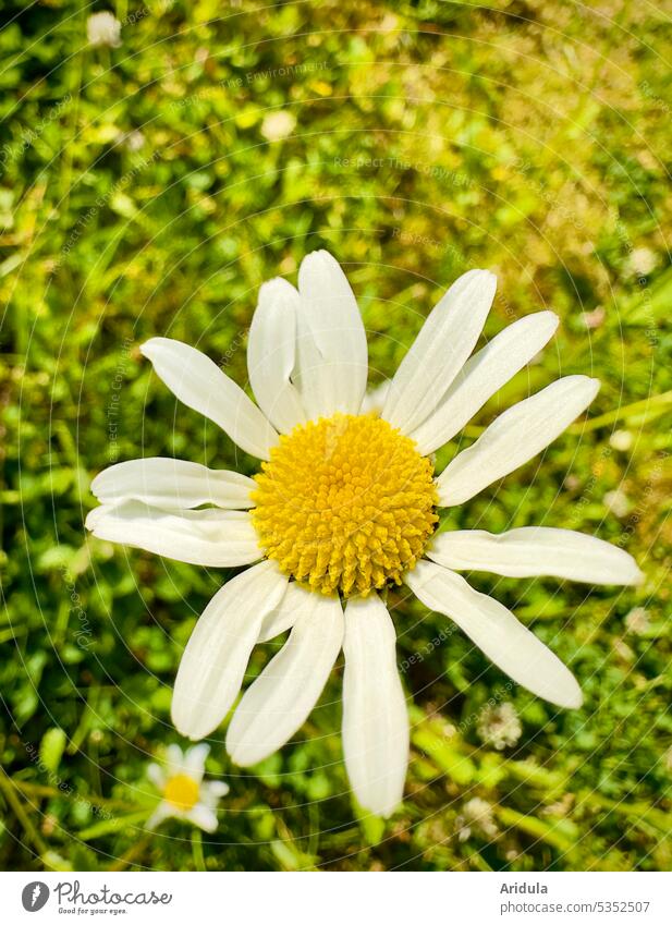 Daisy on a meadow Marguerite Flower Blossom Summer Nature Blossoming White Green Yellow Meadow Flower meadow Plant Garden Grass Day Sunlight warm Hot ardor