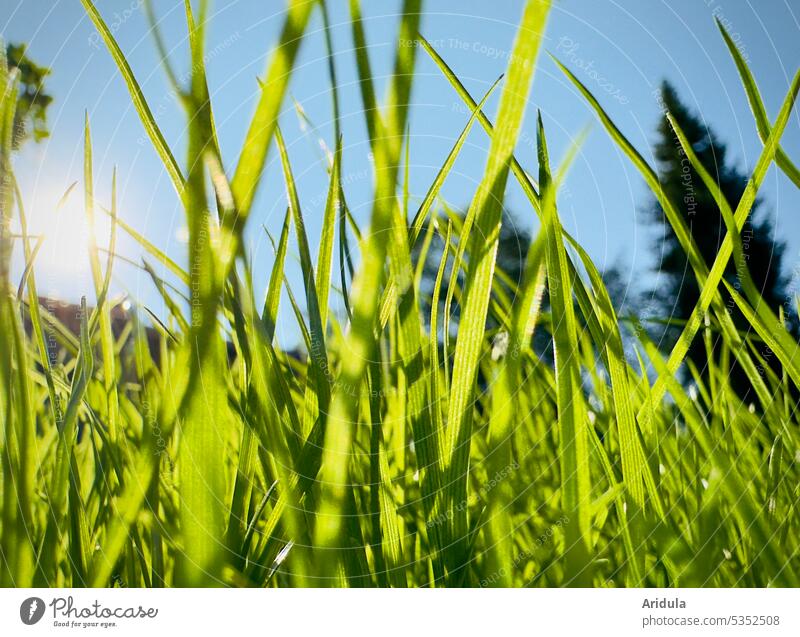 Lawn in sunlight grasses Green Garden blades of grass Sun Back-light Worm's-eye view Hot warm Summer Grass Meadow Sunlight Fir tree Shadow