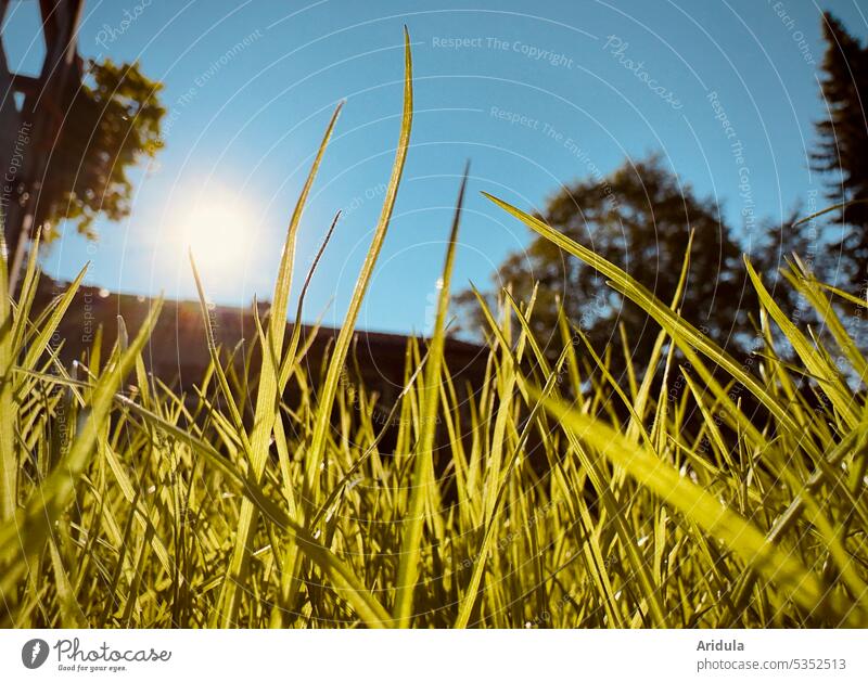 The sun burns on the green lawn Sun Lawn Grass Garden Blue sky Hot ardor Summer Sunlight Environment Climate change Drought aridity Ground