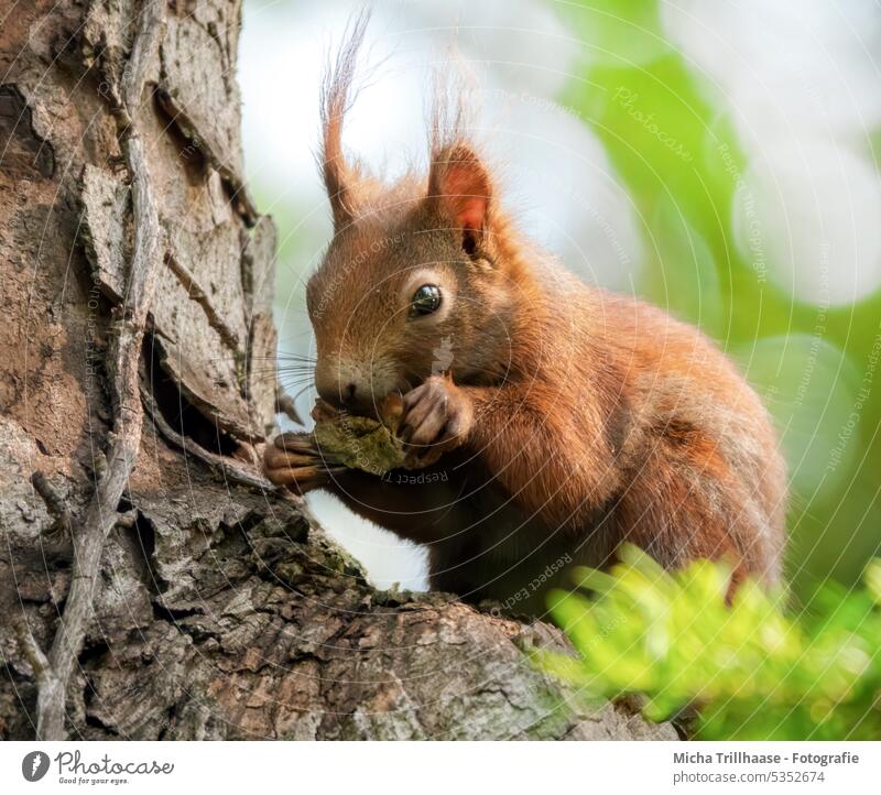 Eating squirrel in a tree Squirrel sciurus vulgaris Animal face Head Eyes Nose Muzzle Ear Tails paws Claw Pelt Rodent nibble To feed food Nutrition To enjoy