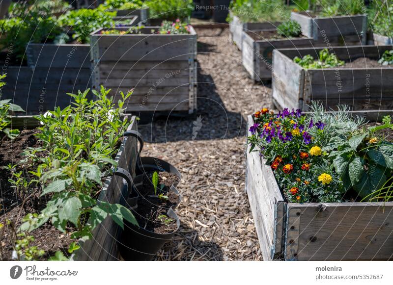 Wooden raised beds in community garden vegetable gardening plant city urban green food growing agriculture healthy hobby summer cultivate ecological no people