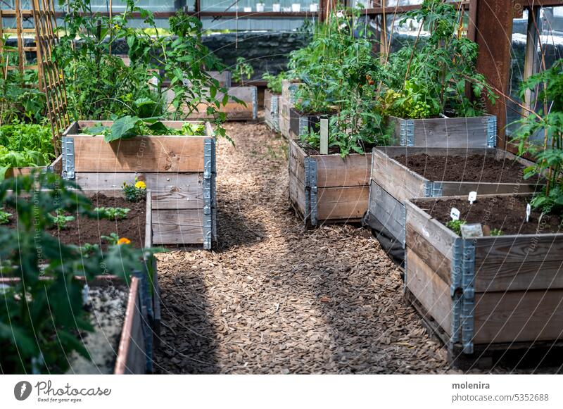 Wooden raised beds in community garden greenhouse vegetable gardening homegrown produce plant city urban food growing agriculture healthy hobby summer cultivate
