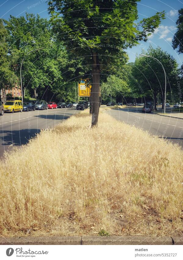 Grain field in Berlin Mitte Middle Median strip Tree Street car Beautiful weather Dry June