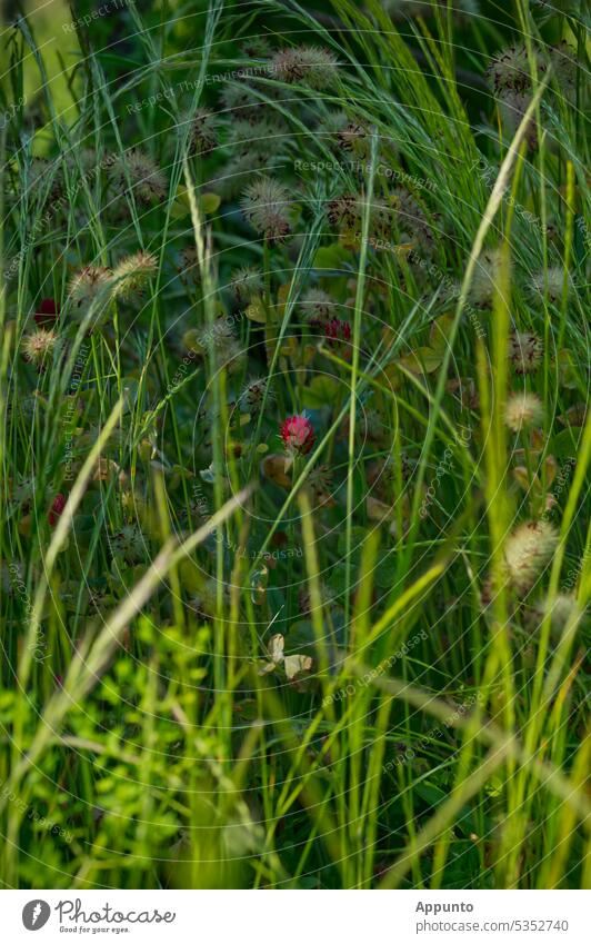 A red flower of meadow clover (Trifolium pratense, red clover) shines out among meadow grasses and dandelions Meadow Clover Red clover trifolium Blossom
